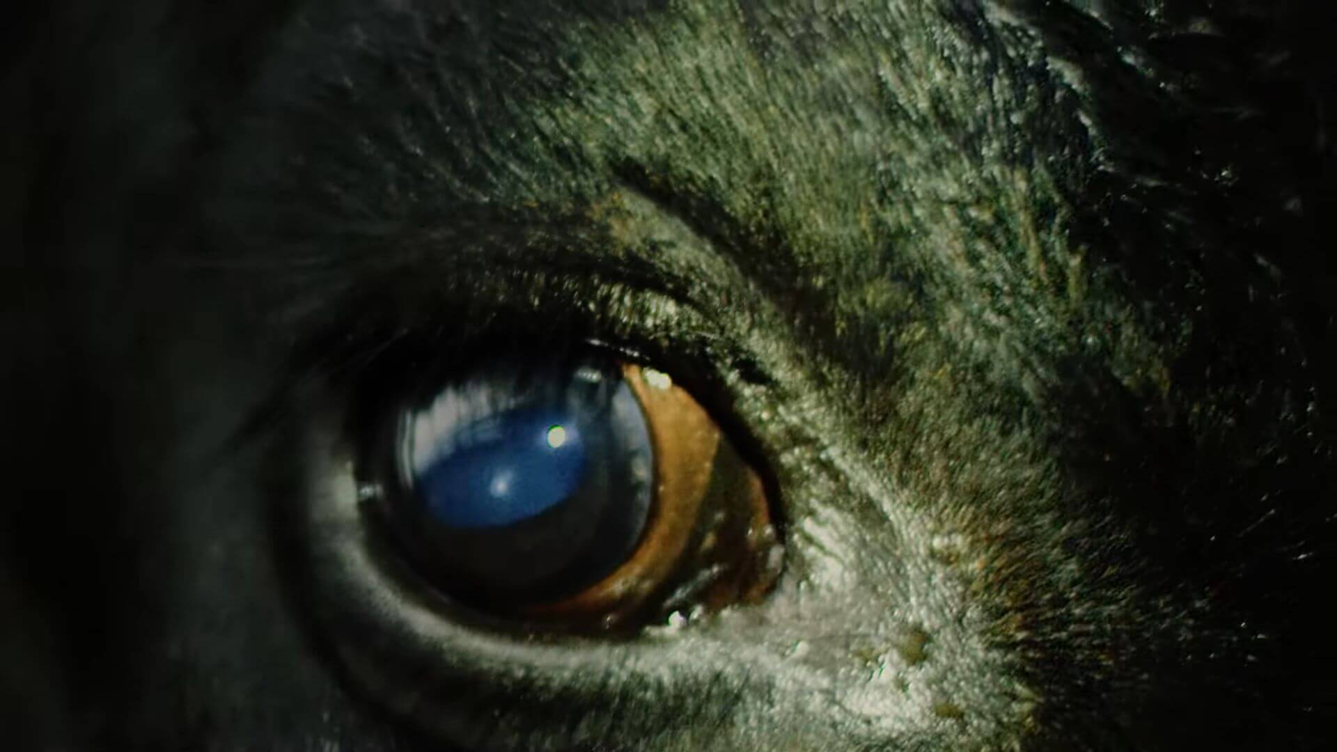 And Also the Trees, "This Path Through the Meadow" clip screenshot