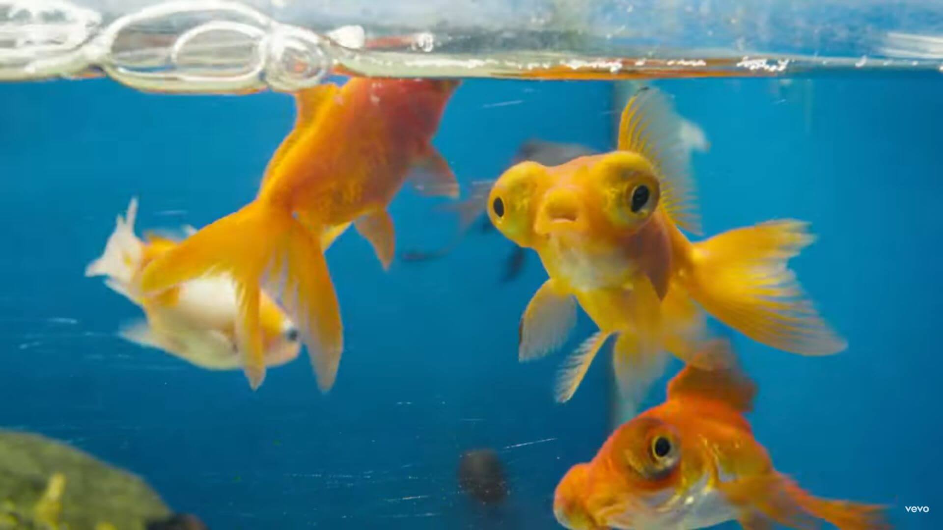 Cassandra Jenkins, "Petco" clip screenshot
